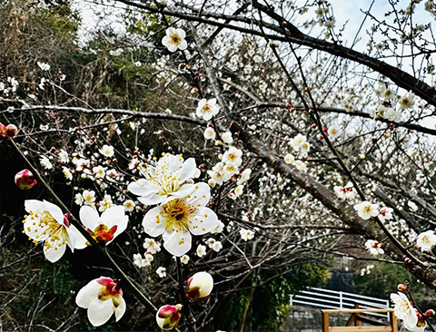 梅林散策・体験