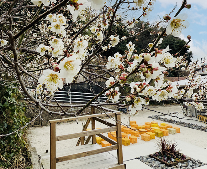 梅林散策・体験